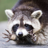 RaccoonBot